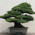 Japanese_White_Pine.jpg
