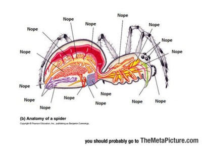 cool-anatomy-spider-nope