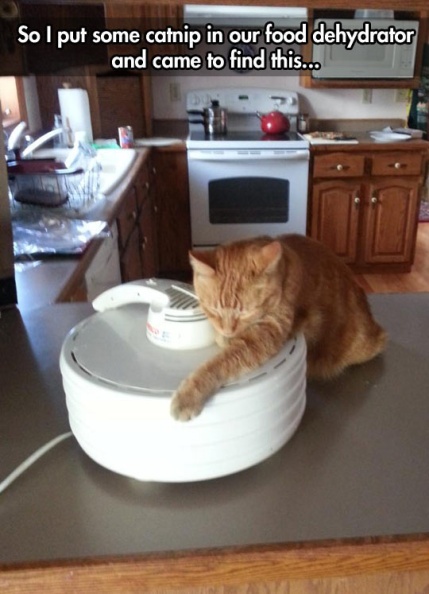 cool-cat-catnip-food-dehydrator.jpg