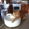cool-cat-catnip-food-dehydrator