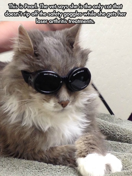 cool-cat-goggles-therapy-fancy.jpg