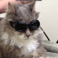 cool-cat-goggles-therapy-fancy