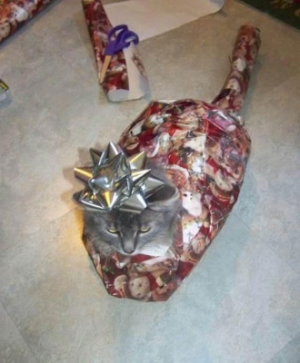 cool-cat-inside-present-bow