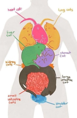 cool-cat-organs-shaped