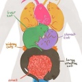 cool-cat-organs-shaped