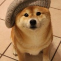cool-Doge-hat-style-clothe-dog