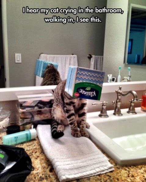 cool-kitty-tissue-box-bathroom-cat.jpg