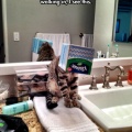 cool-kitty-tissue-box-bathroom-cat