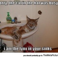 cool-lynx-sink-cat-looking