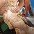 funny-gif-cat-massage-relax