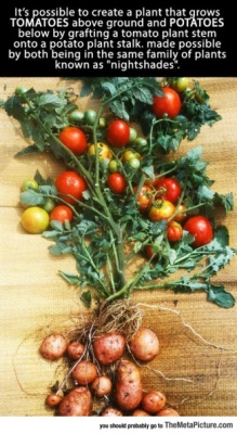 genetics-tomatoes-potatoes-plant