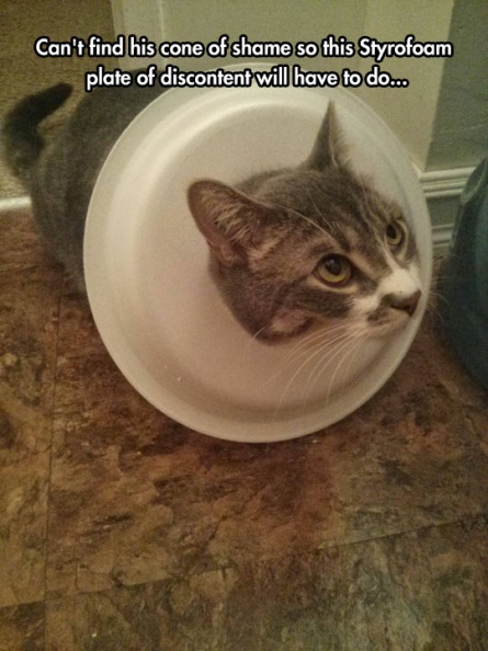 cool-cat-plate-styrofoam-discontent.jpg