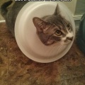 cool-cat-plate-styrofoam-discontent