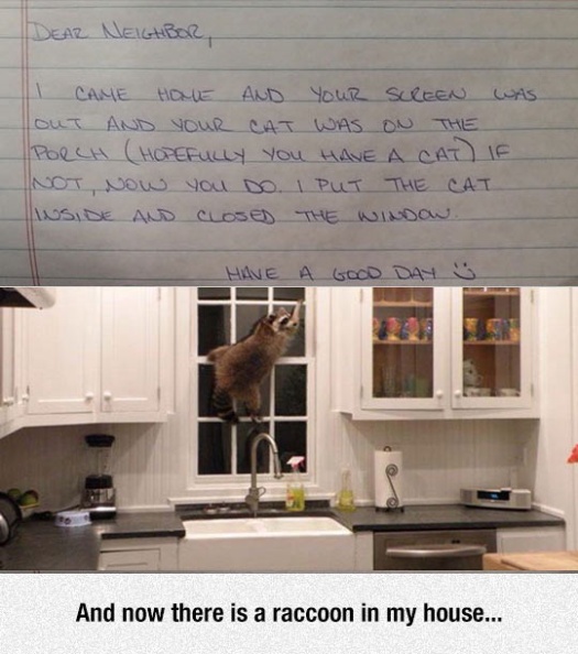 cool-raccoon-note-neighbor-kitchen.jpg