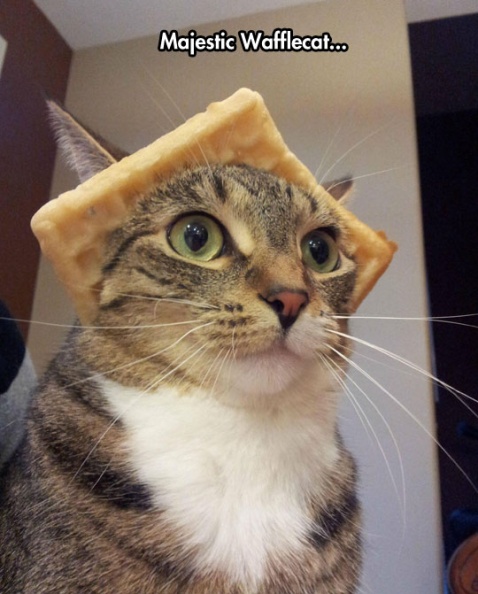 cool-cat-waffle-hat-weird.jpg