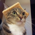 cool-cat-waffle-hat-weird