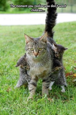 cool-mother-cat-kitties-hanging