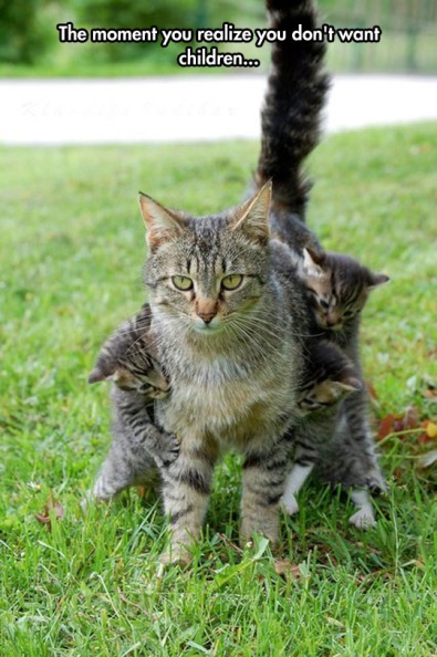 cool-mother-cat-kitties-hanging.jpg