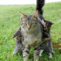 cool-mother-cat-kitties-hanging