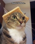 cool-cat-waffle-hat-weird