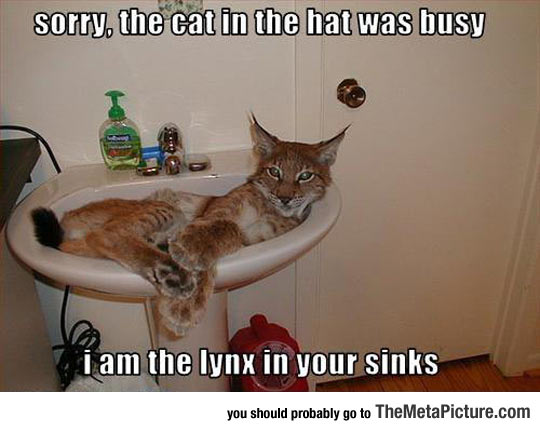 cool-lynx-sink-cat-looking.jpg
