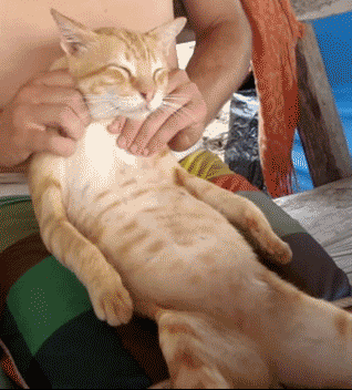 funny-gif-cat-massage-relax.gif