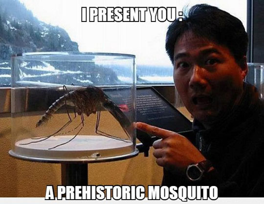 cool-prehistoric-mosquito-museum-surprised.jpg