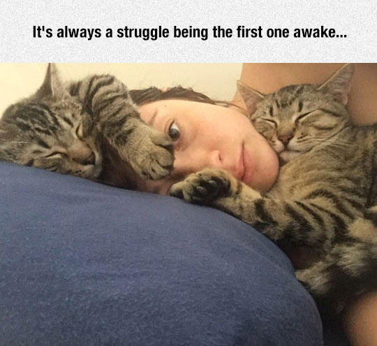 cute-cats-sleeping-pillow-girl.jpg