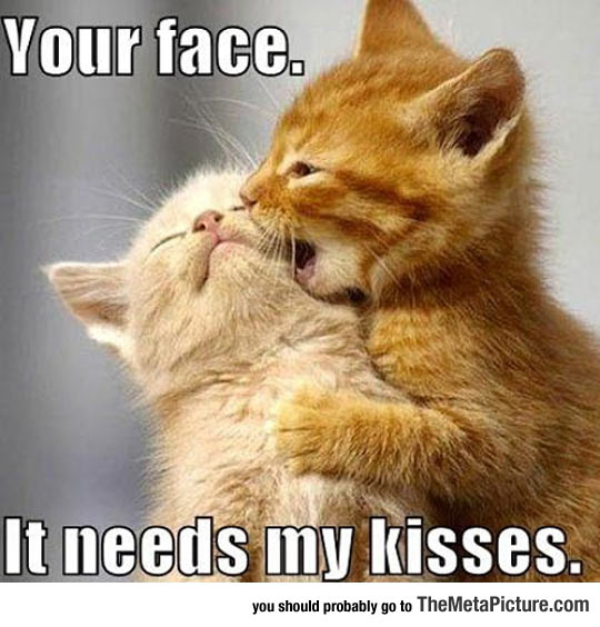 funny-kitten-kiss-baby-little.jpg